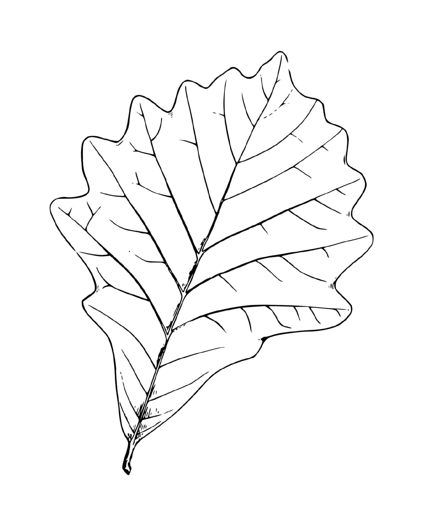  Oak leaf 