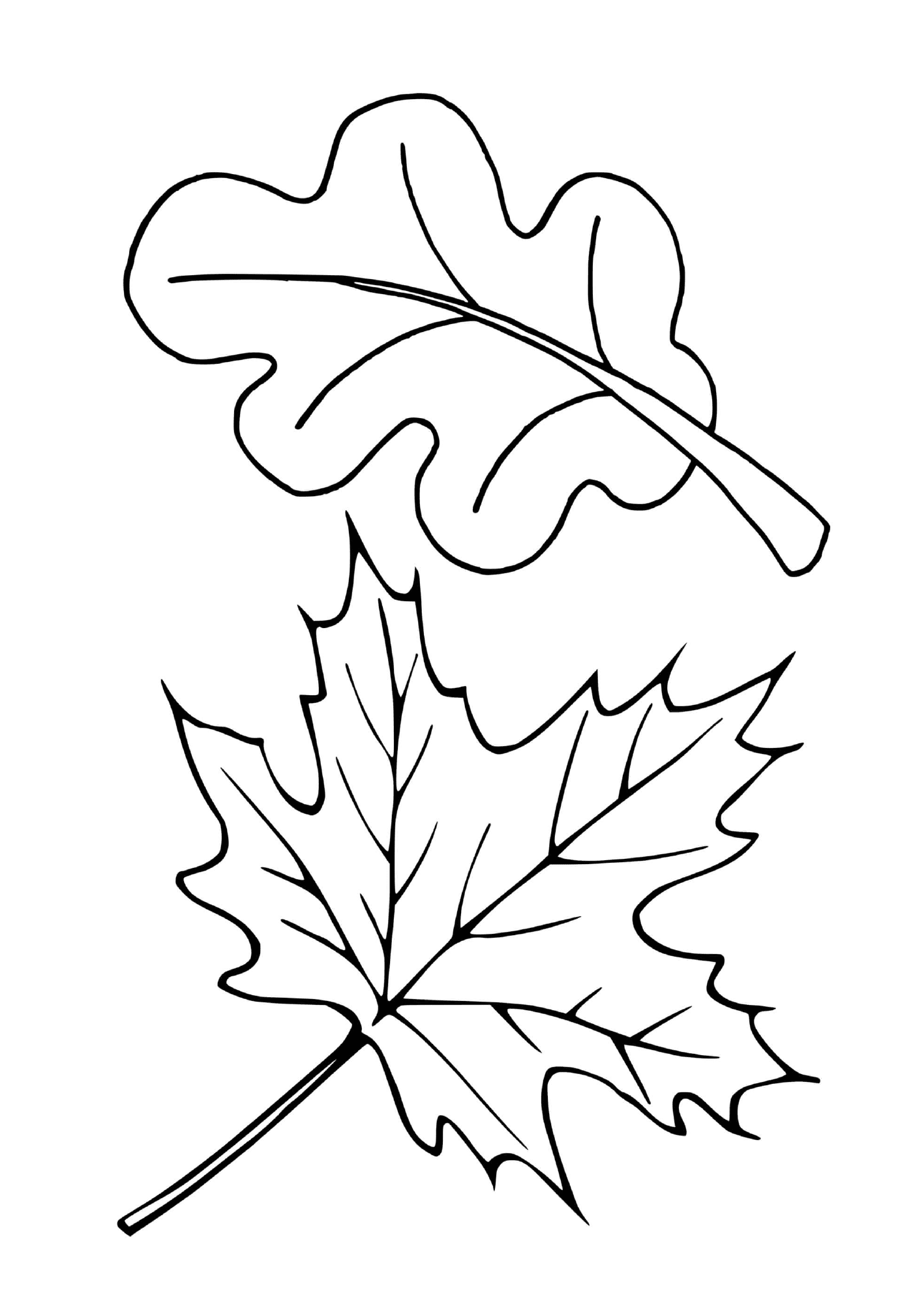  Два различных листья деревьев (красный, дуб) 