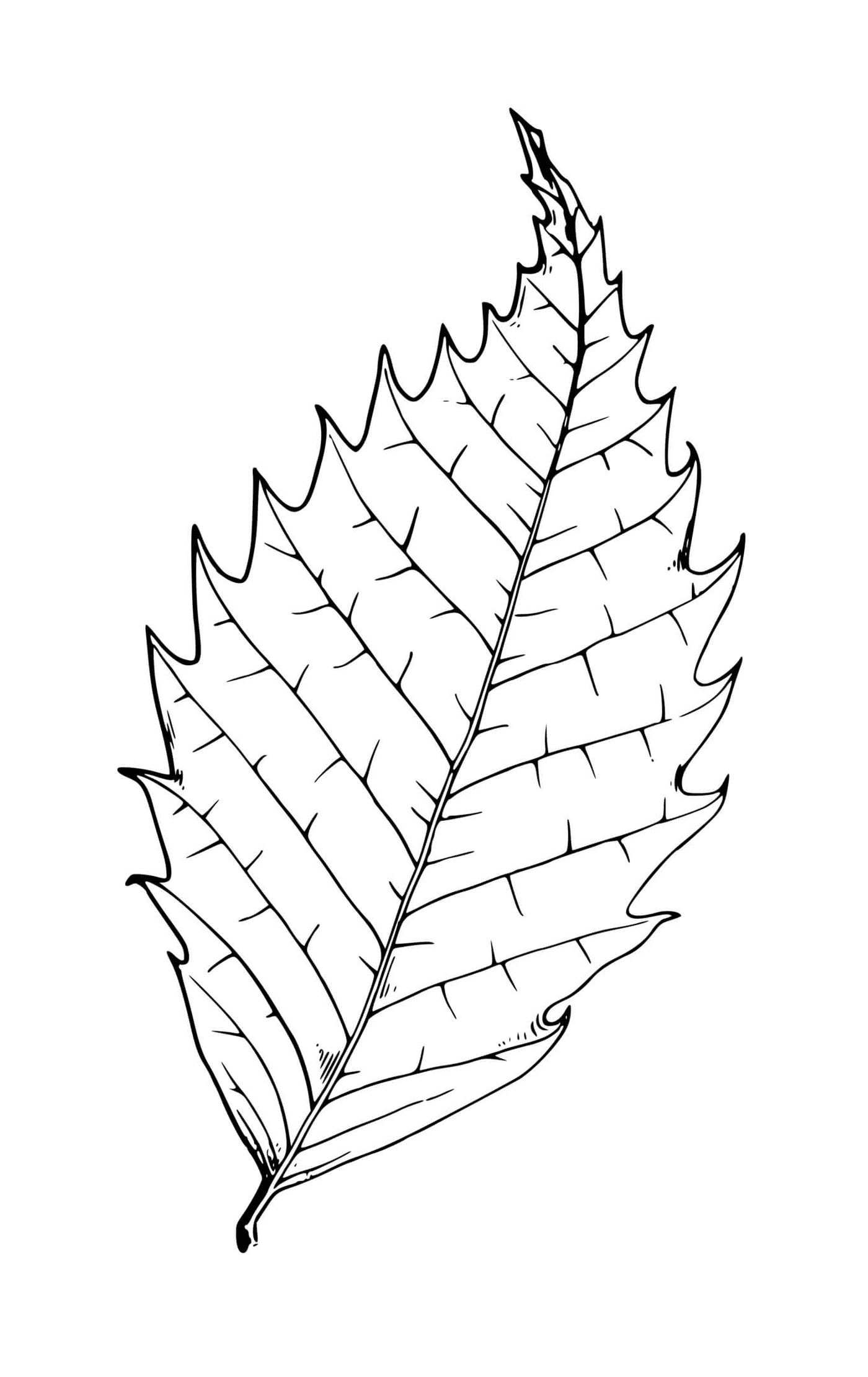  Beech tree leaf 