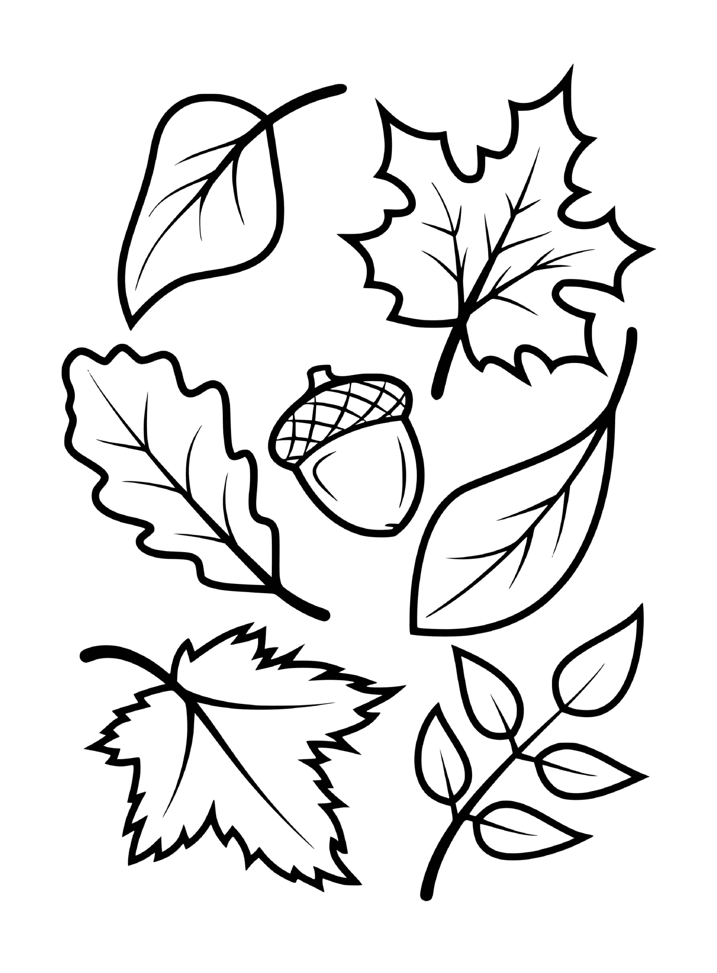  Leaves and acorns of autumn trees (eg maple, beech, oak) 