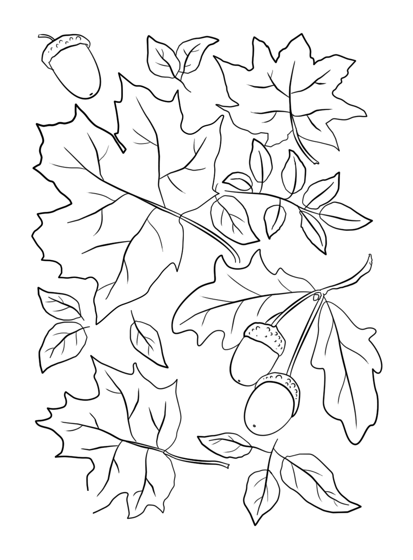  Hojas y bellotas en un árbol de otoño 