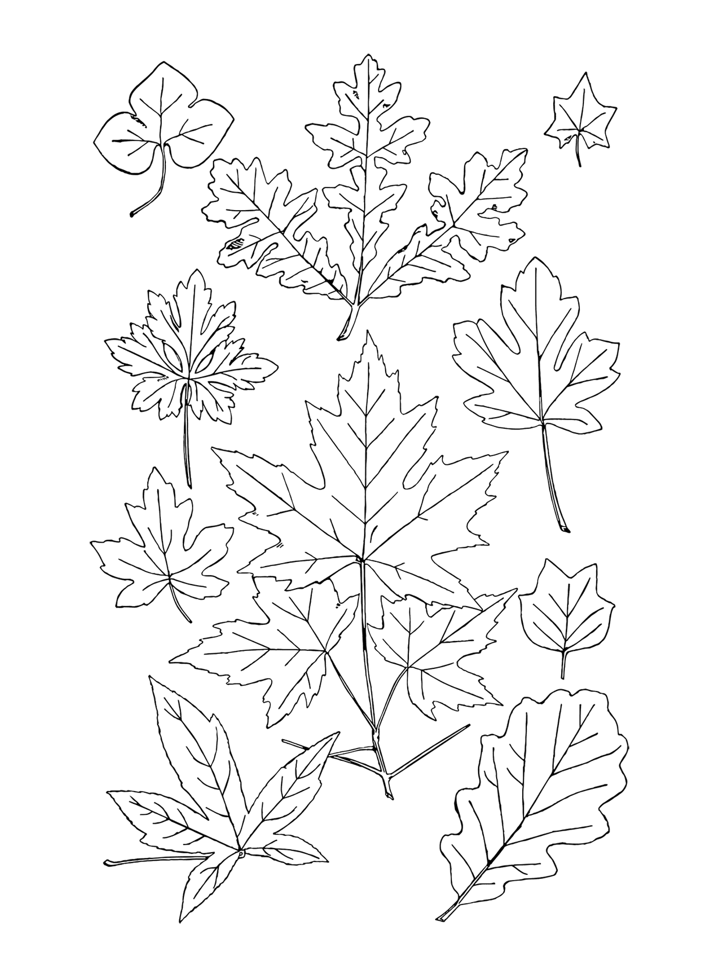  Linea di una moltitudine di foglie autunnali 