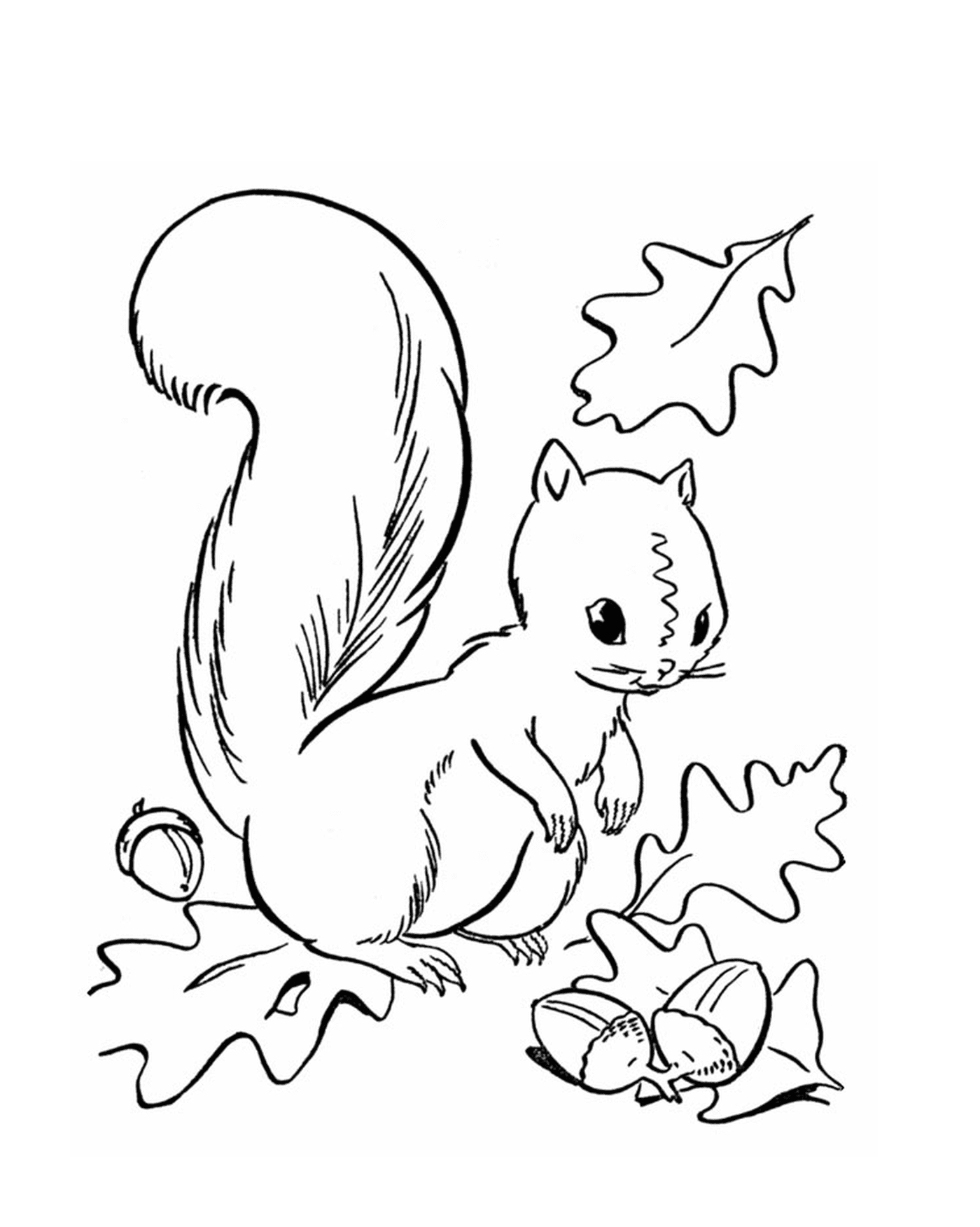 Uno scoiattolo 