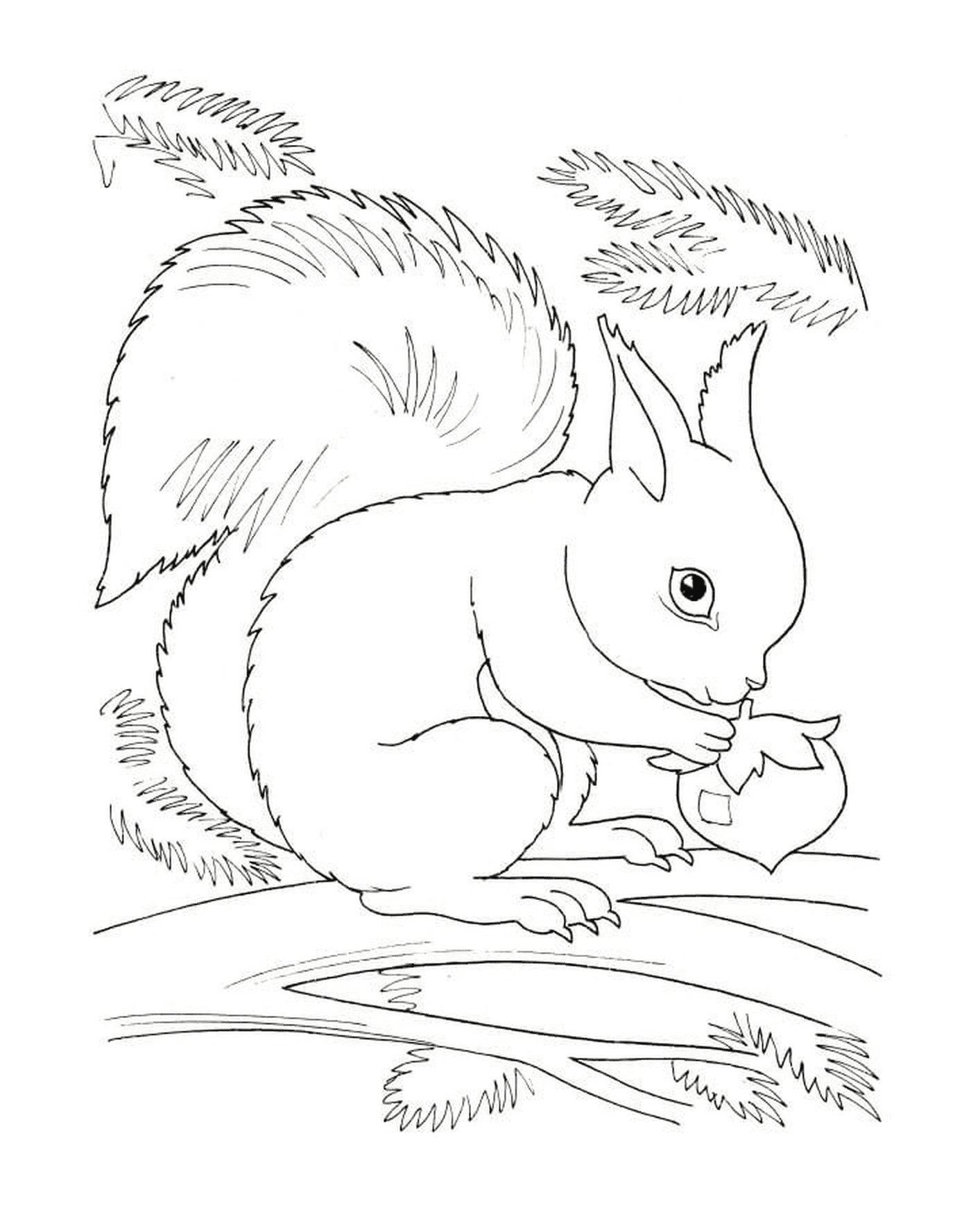  Ein Eichhörnchen isst eine Haselnuss 