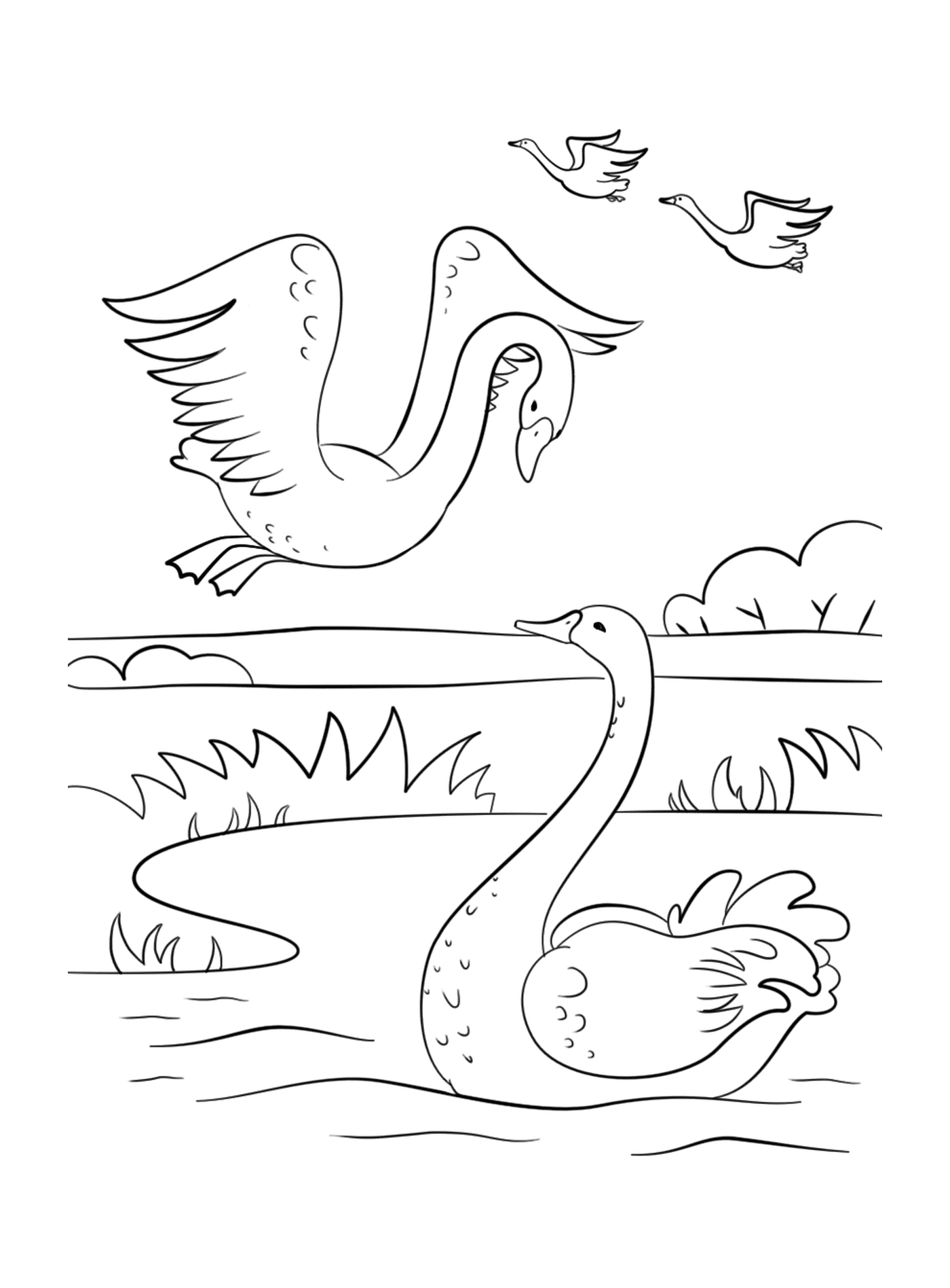  Un cigno e un'oca che nuotano in uno stagno 