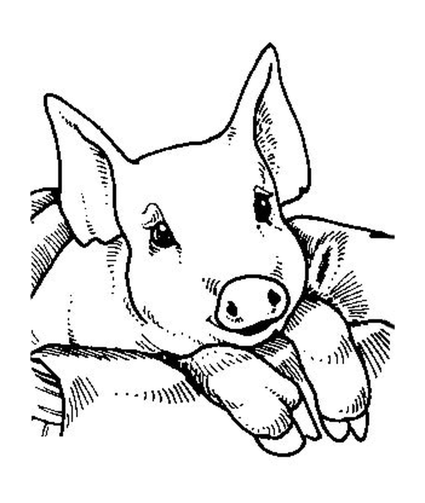  Ein Schwein Baby sitzt auf einer Decke 
