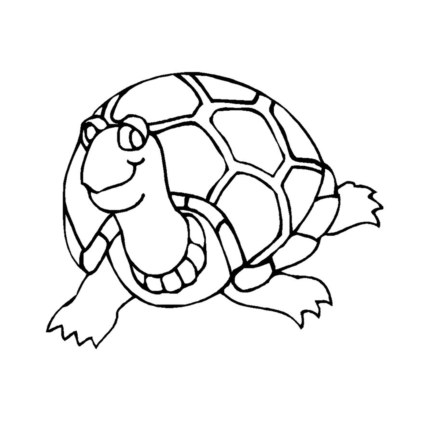  Eine Babyschildkröte 