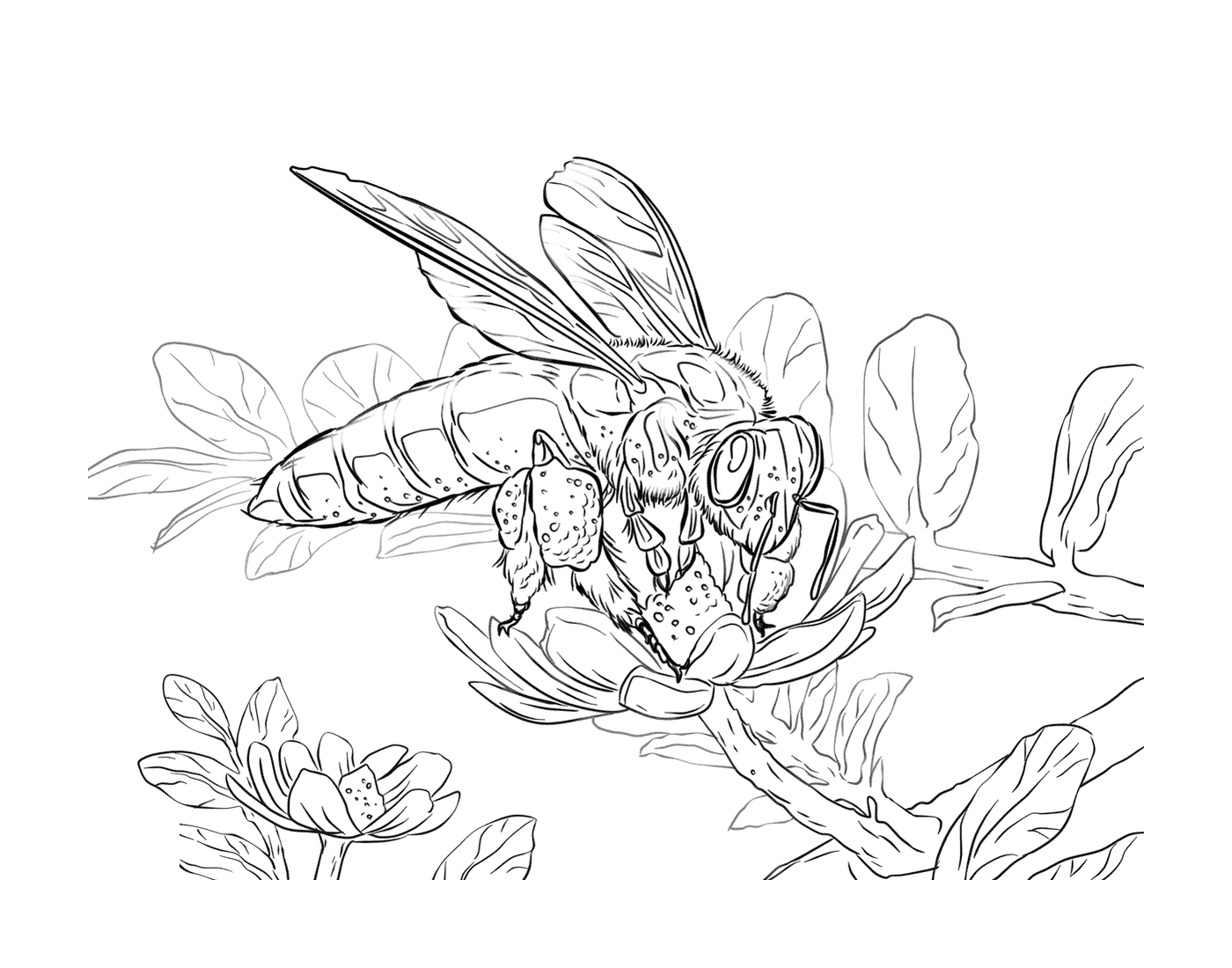  Гигантская пчела рядом с цветком 