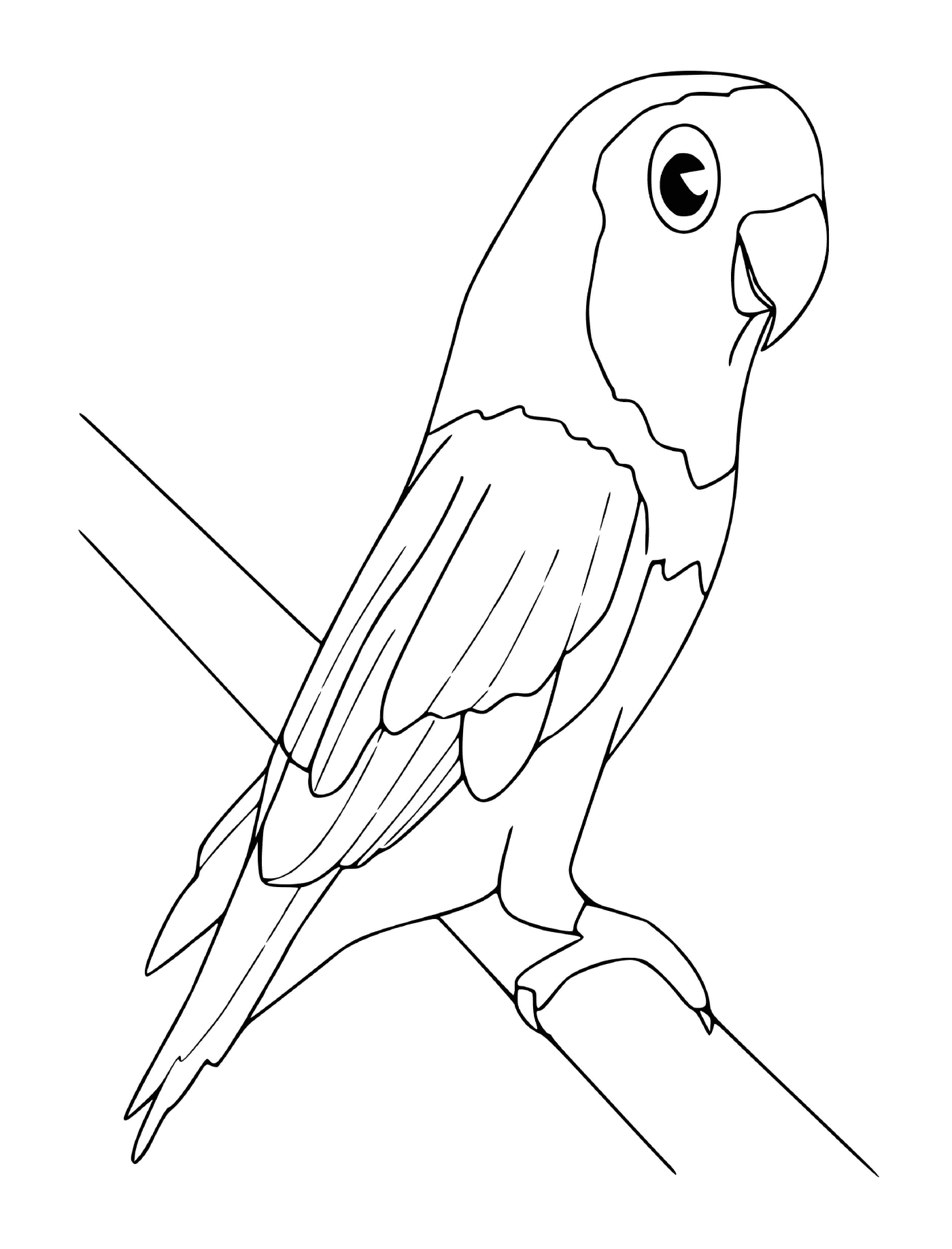  попугай 