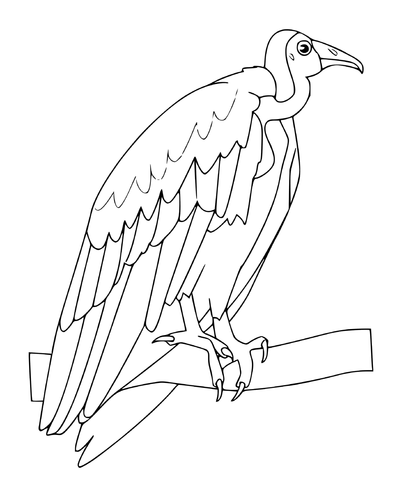  Adler sitzt auf einem Ast 