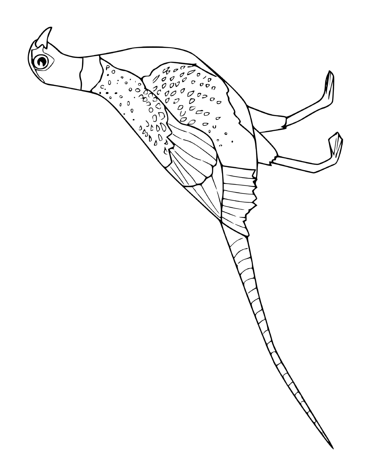  Lizard with a long tail 