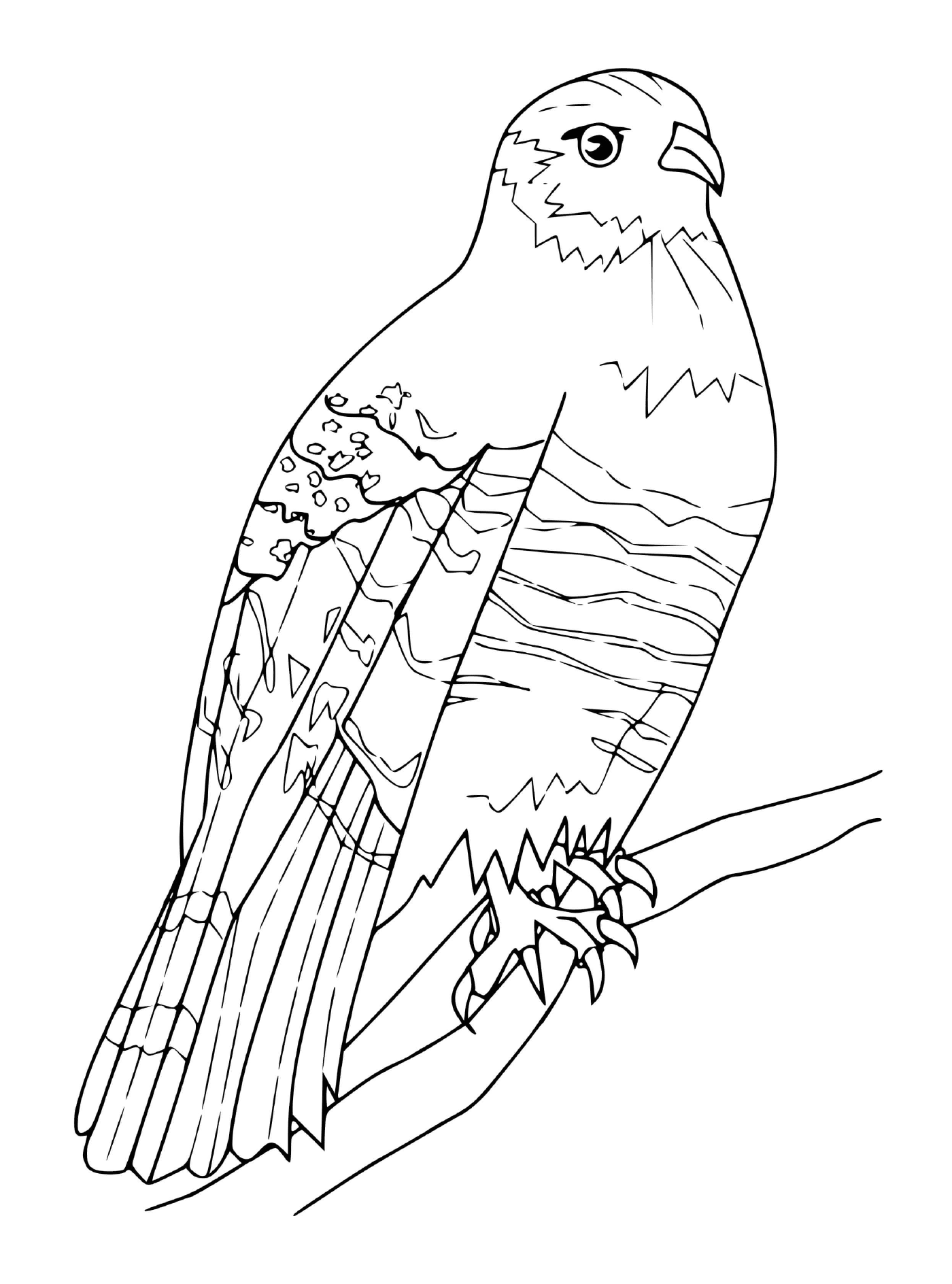  Vogel sitzt auf einem Baumzweig 