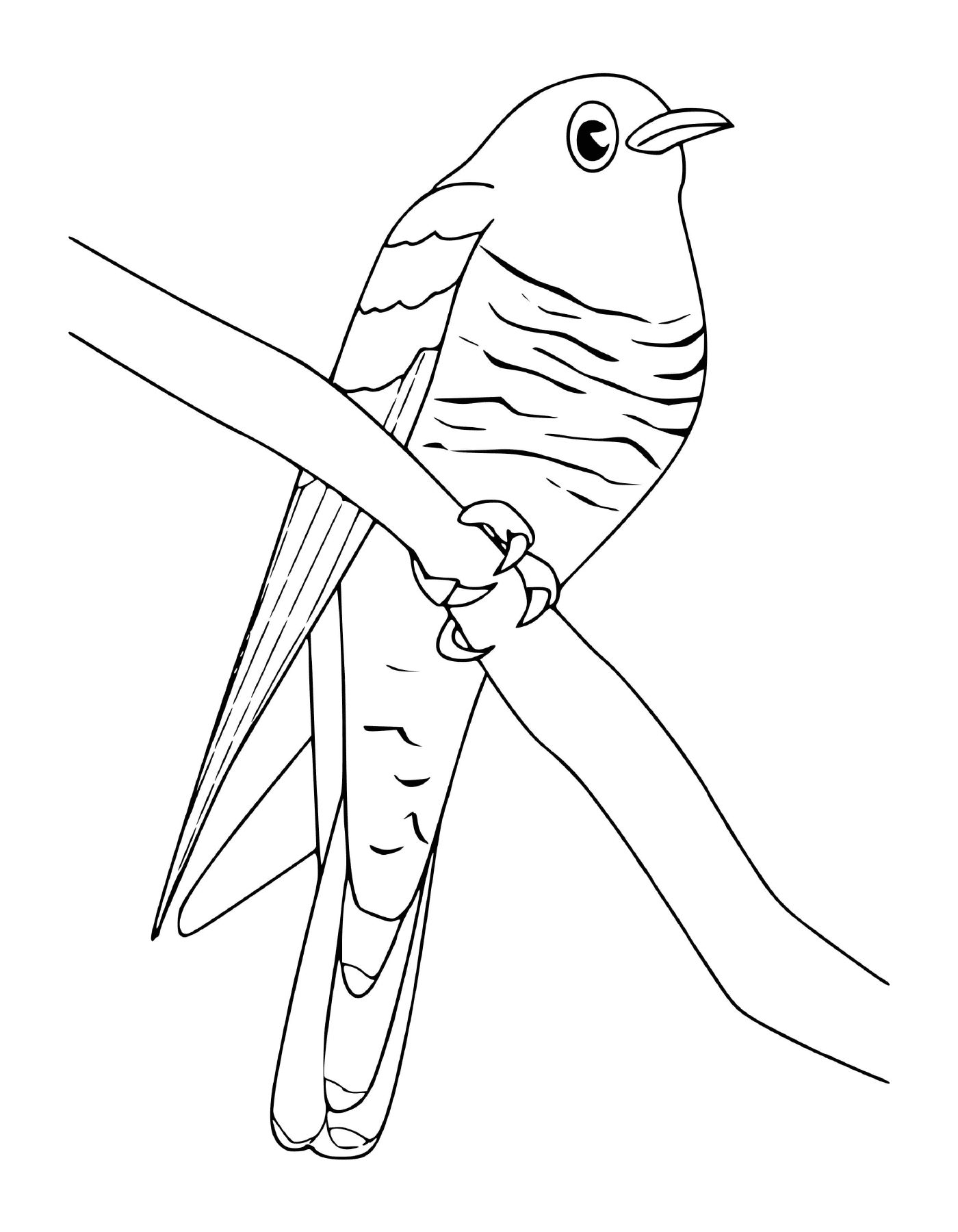  uccello in possesso di un ramoscello 