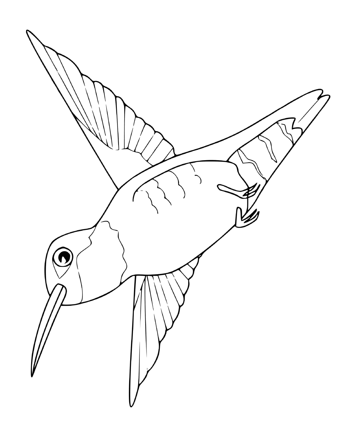  Kolibri 