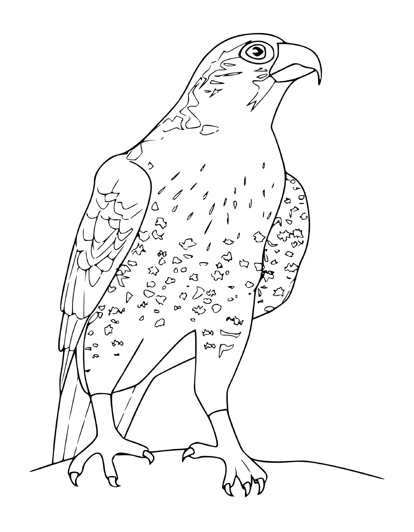  falco 