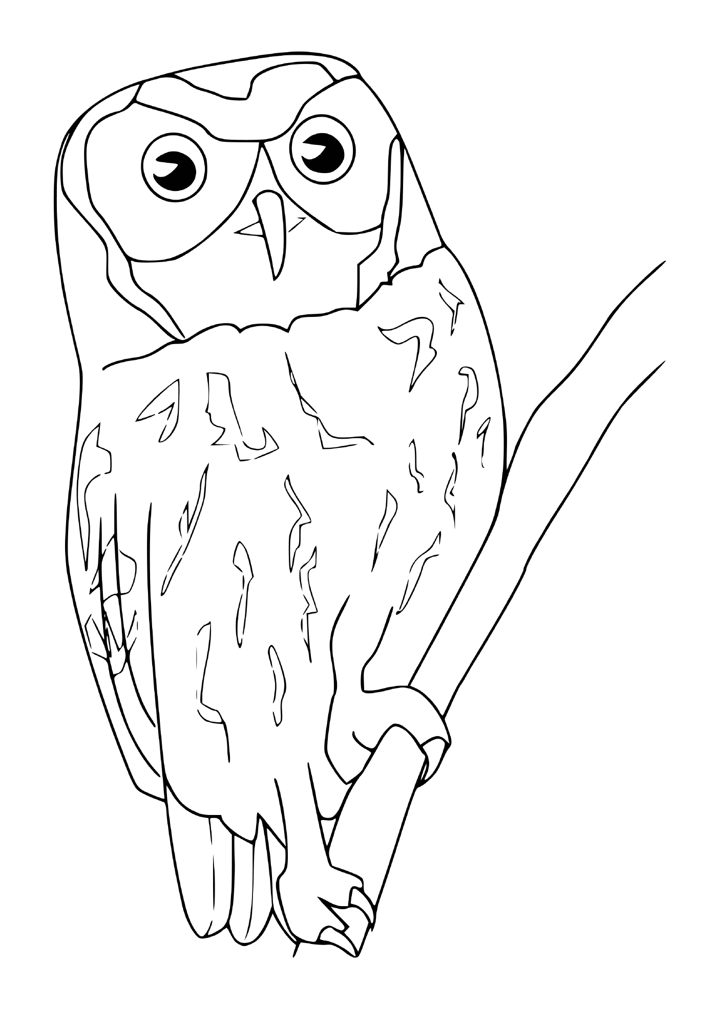  owl 