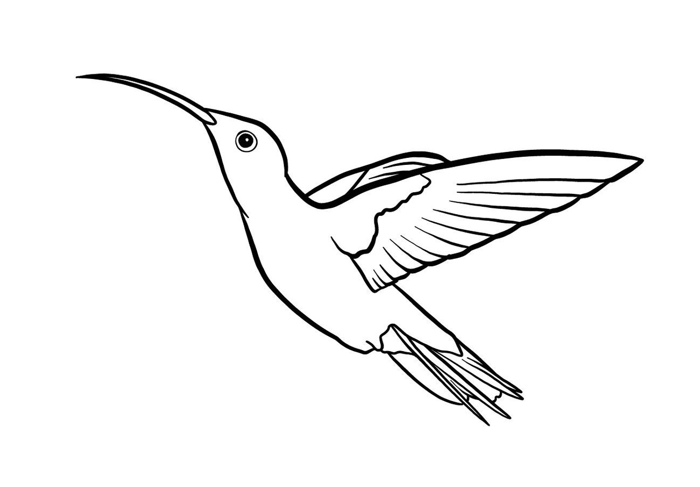  piccolo colibrì 