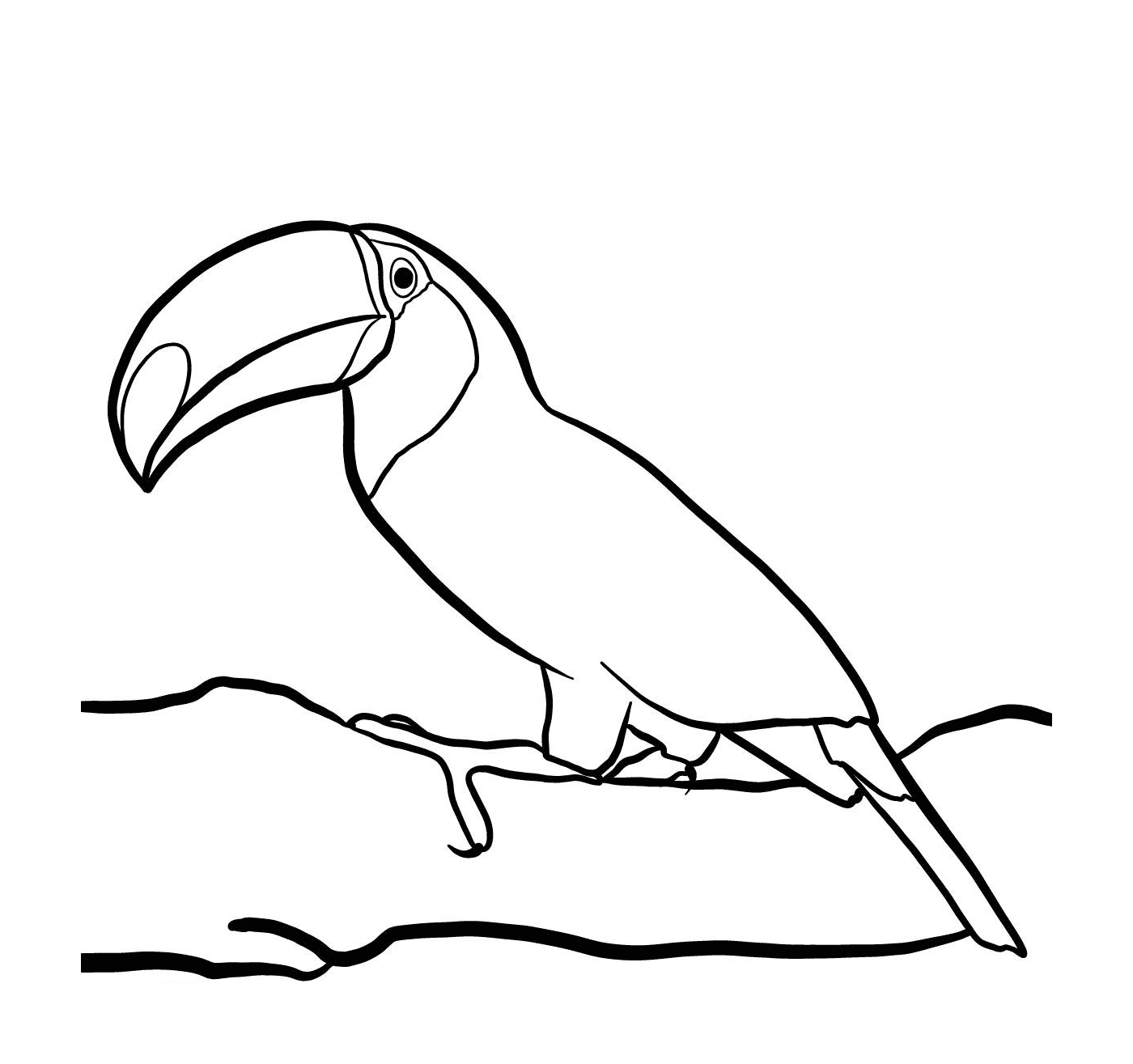  Toco-Toucan, der im tropischen Wald lebt 