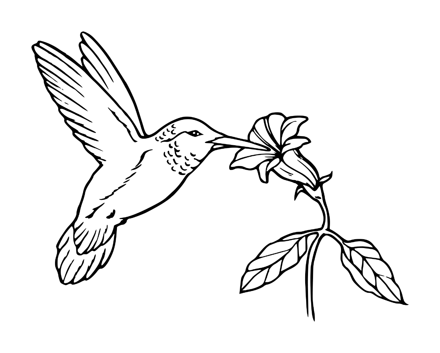  Kolibri und Blume im Flug 