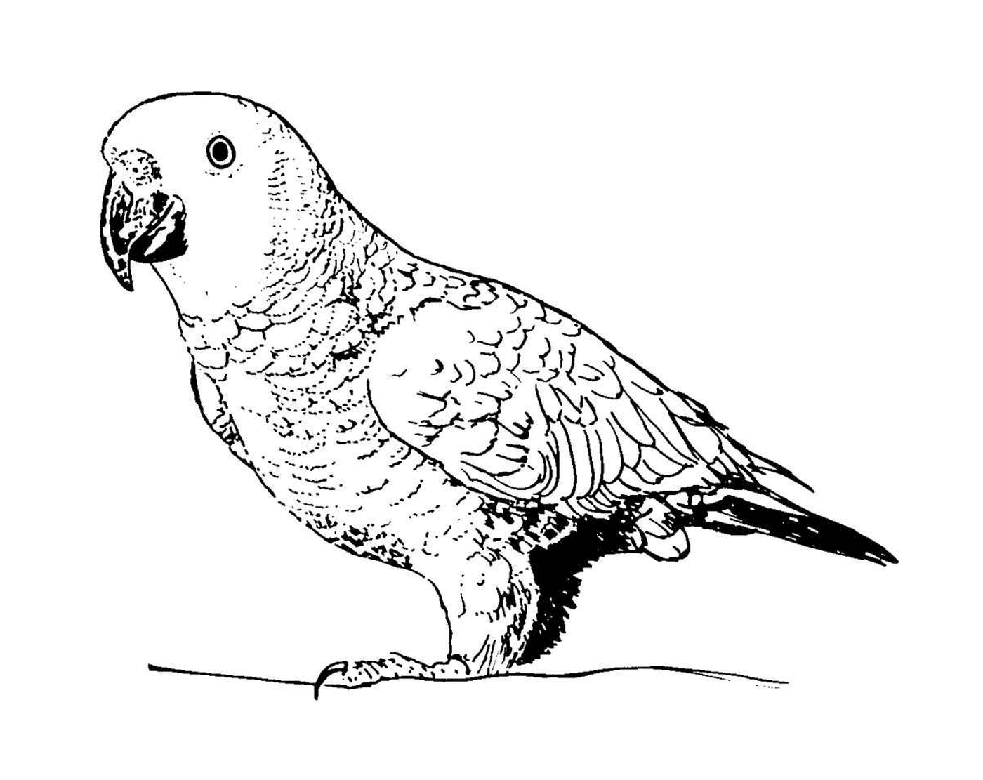  parrot feeding on fruits and seeds 