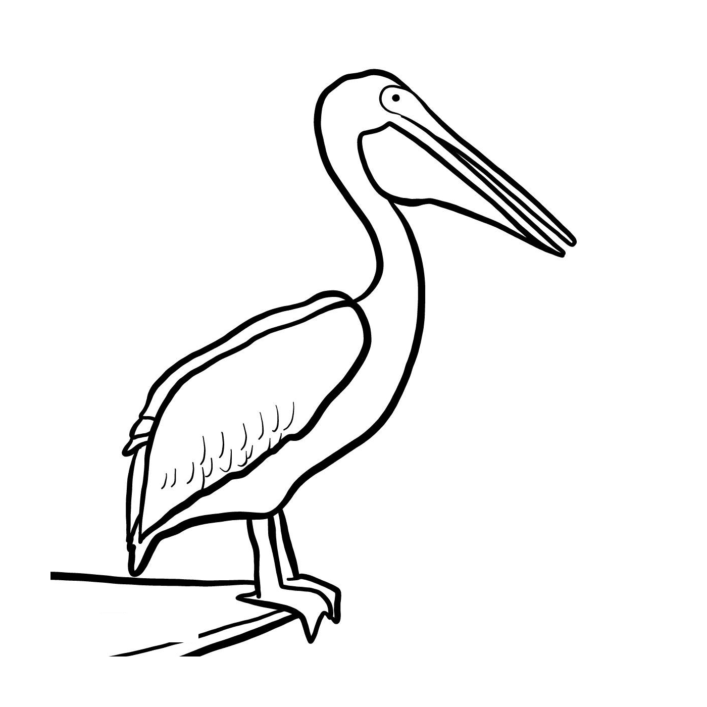  Пеликан 