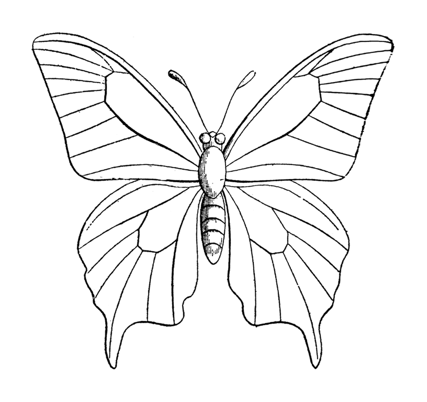  красивая бабочка с крыльями 
