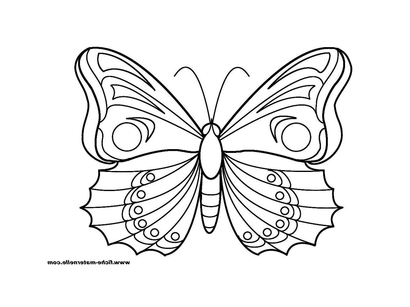  Schmetterling mit hellen Flügeln 