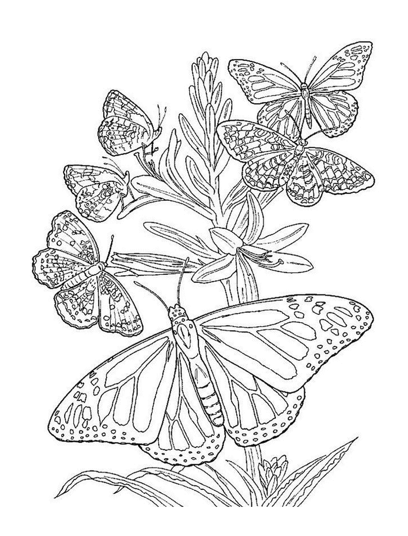  Vielfältige Schmetterlinge gelegt 