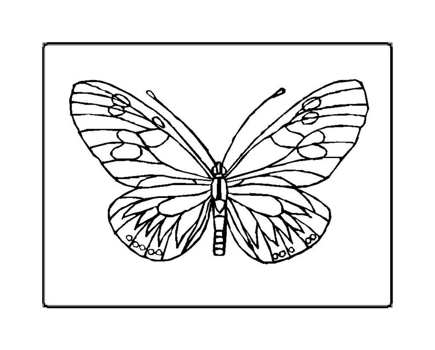  delicada y frágil mariposa 