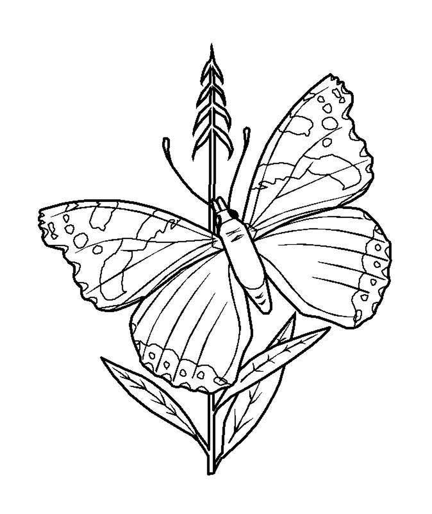  Schmetterling auf Stängel gelegt 
