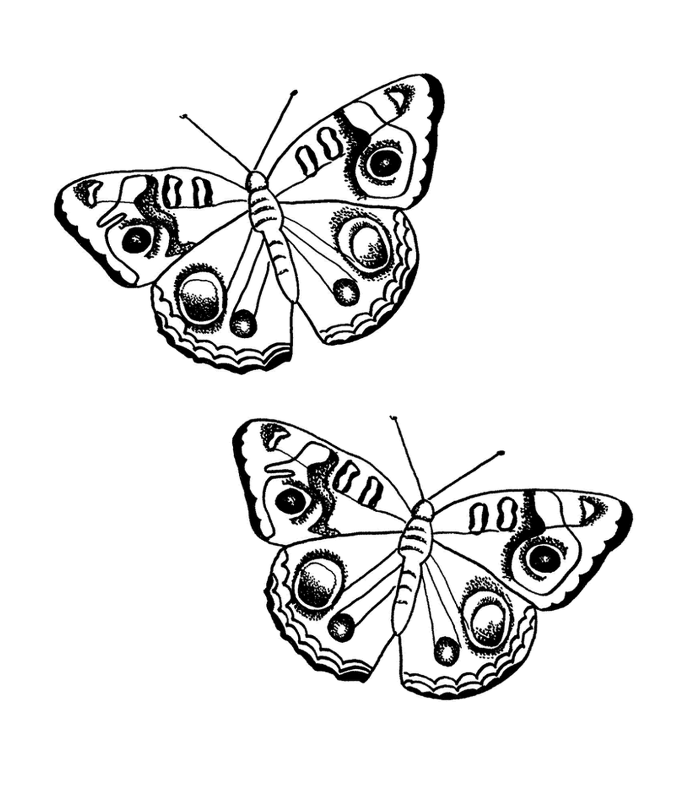  farfalla in bianco e nero 
