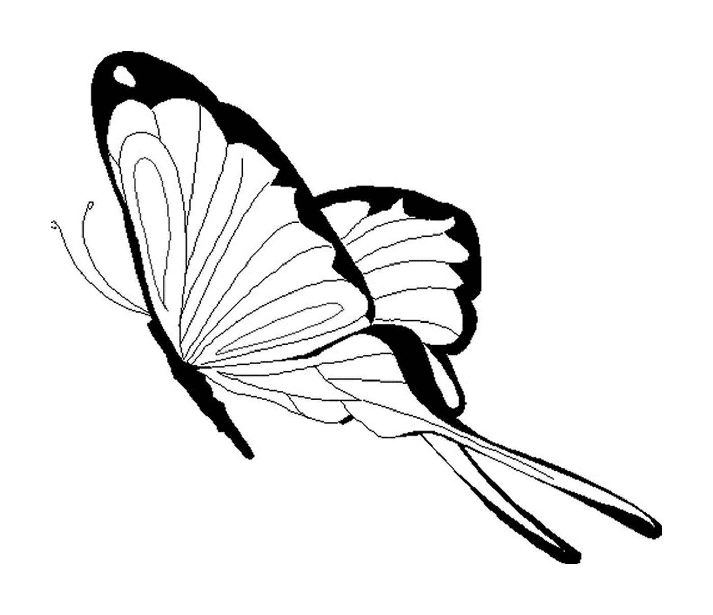  Schmetterling mit ausgedehnten Flügeln 