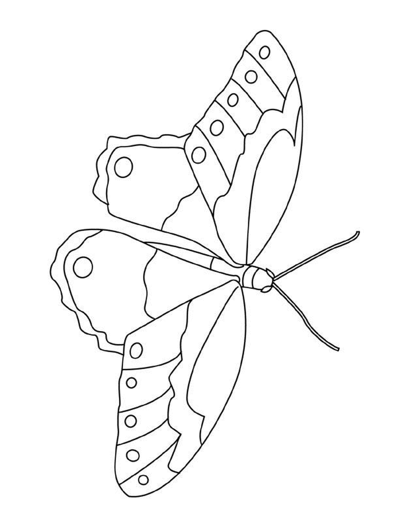  Mariposa con delicadas alas 