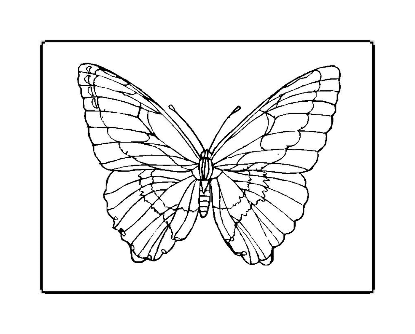  mariposa parpadeante y elegante 