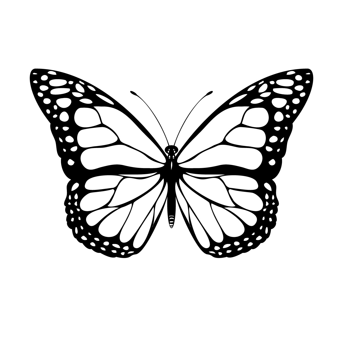  Butterfly with delicate wings 