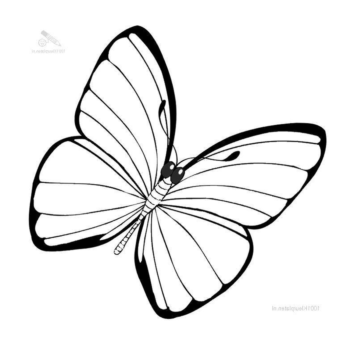  mariposa parpadeante con ligereza 