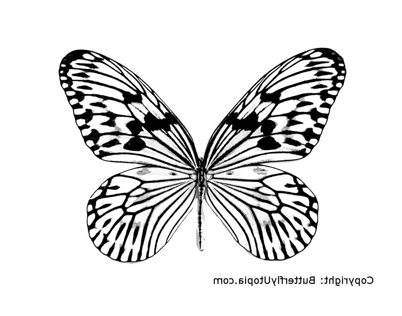  farfalla con ali leggere 