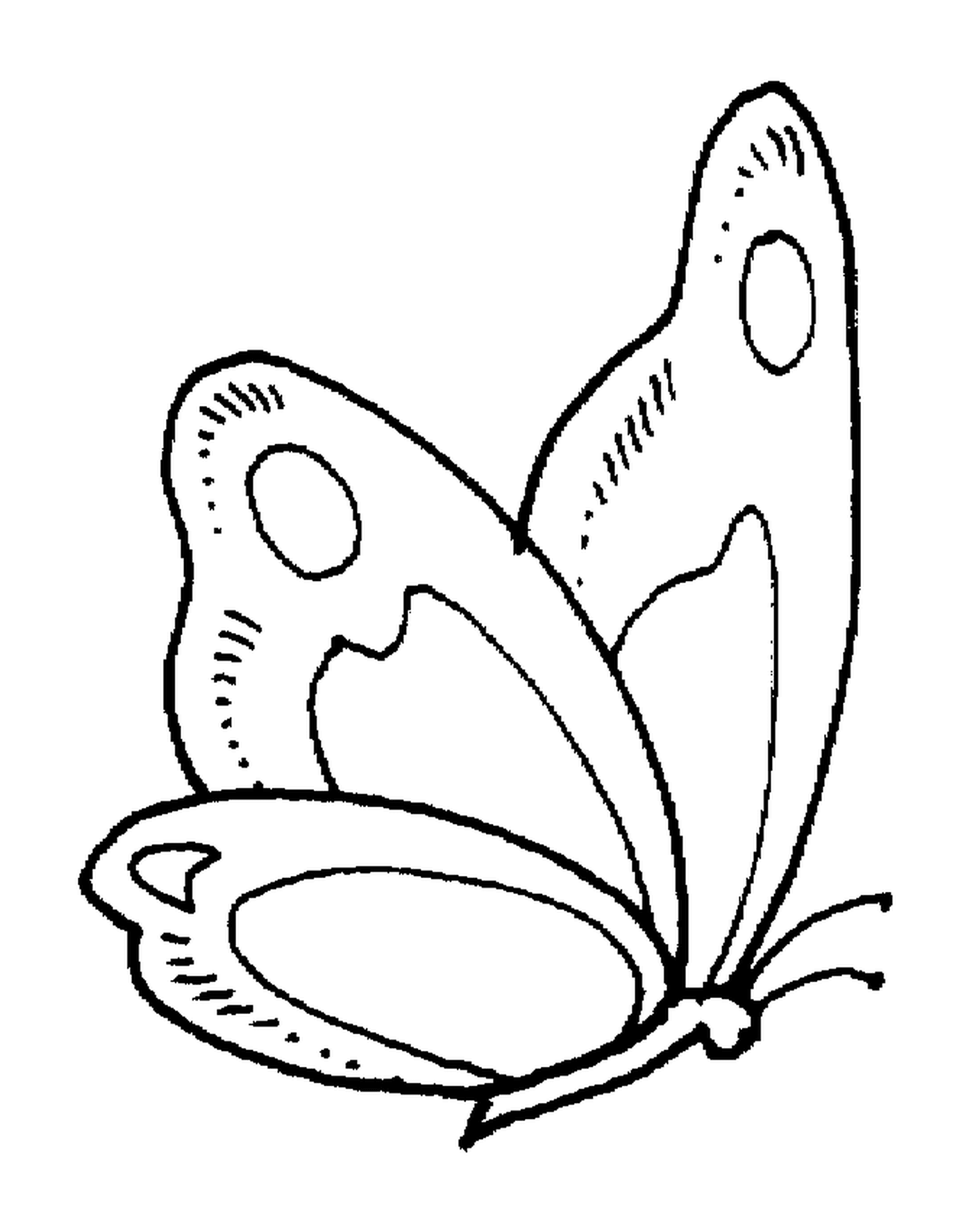  Schmetterling mit zarten Flügeln 