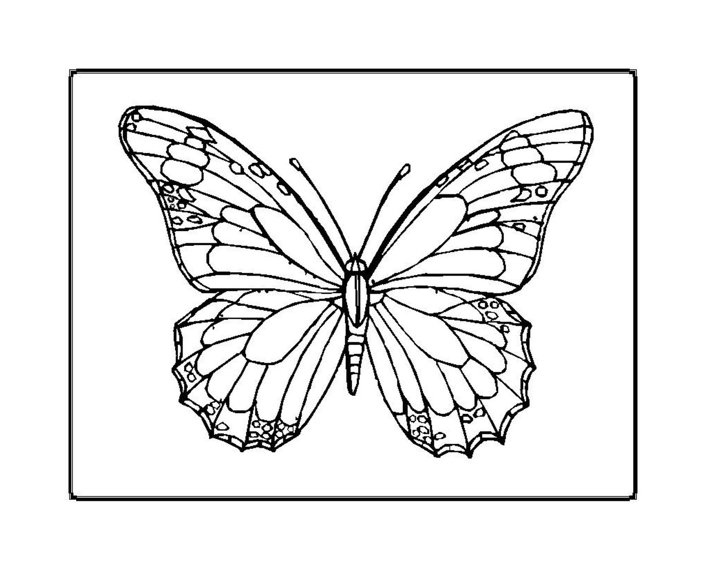  Бабочка флиртует с элегантностью 