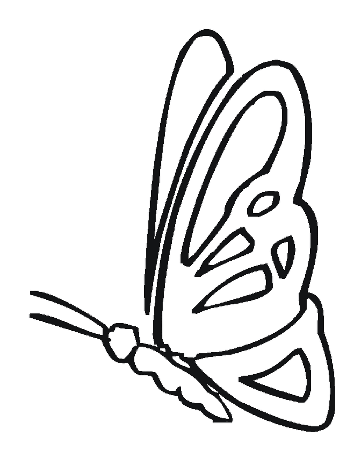  деликатный профиль бабочки 