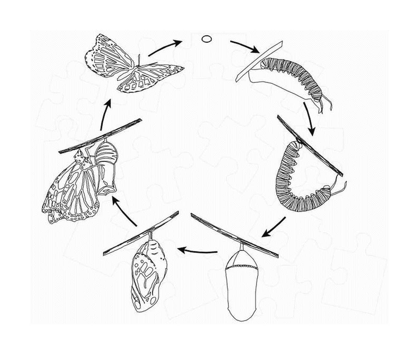  Schmetterlings-Lebenszyklus 