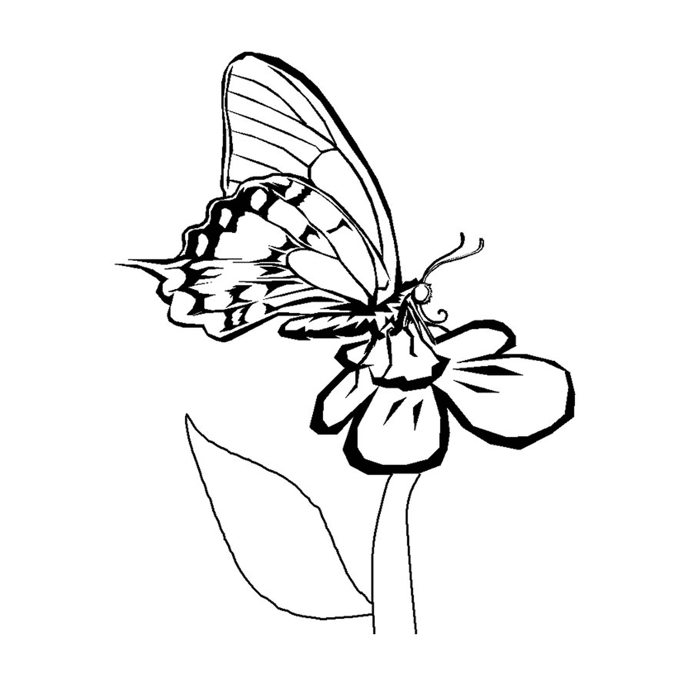 Бабочка на цветном цветке 