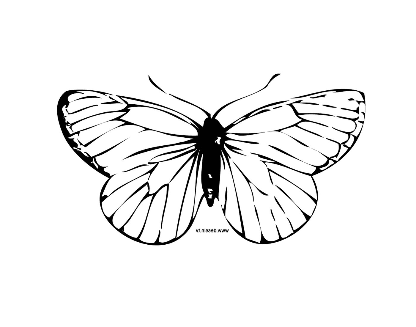  Очаровательная бабочка с уникальными мотивами 