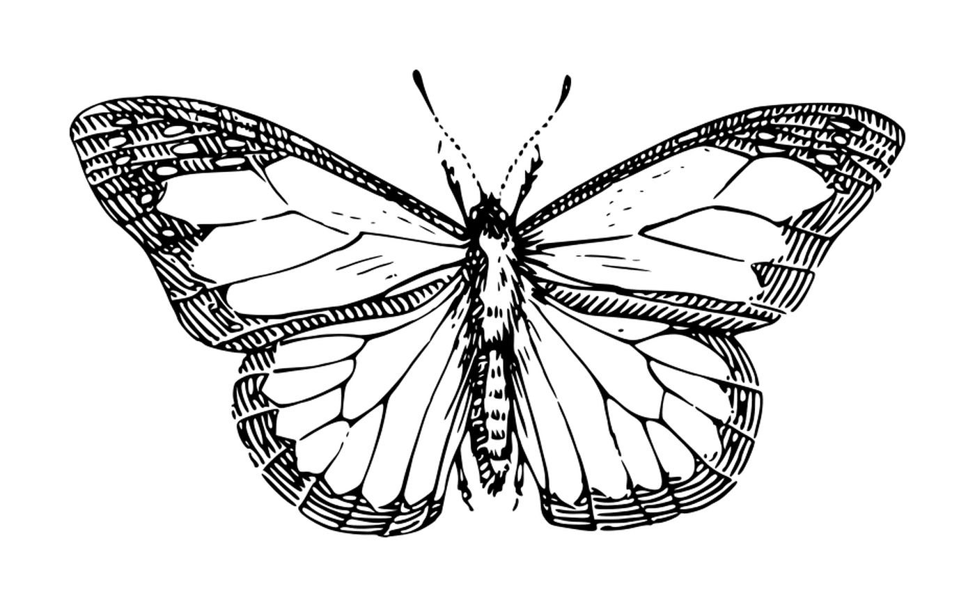  Mariposa delicada con patrones únicos 