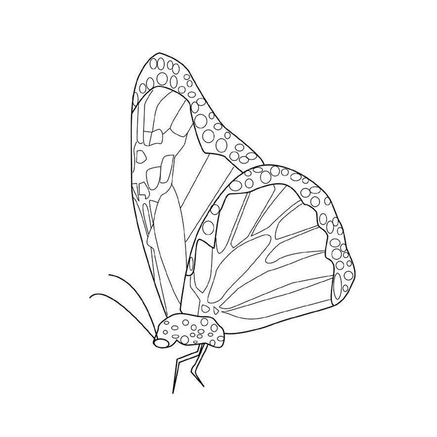  Mariposa Monarca con Patrones Únicos 