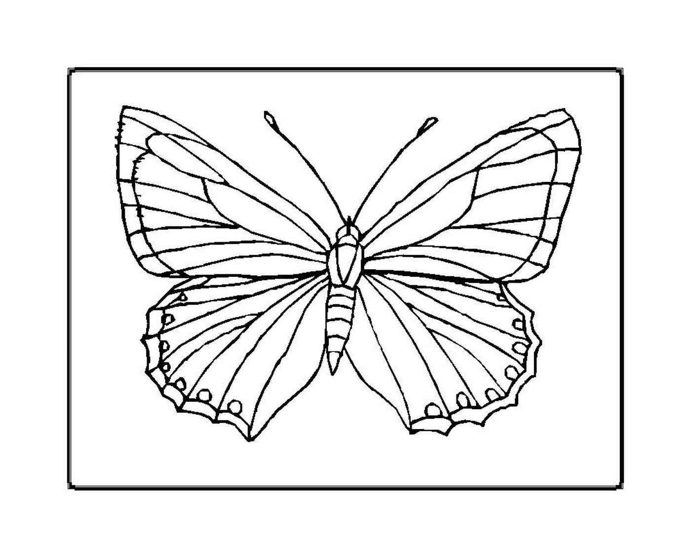  Zarter Schmetterling mit hellen Flügeln 