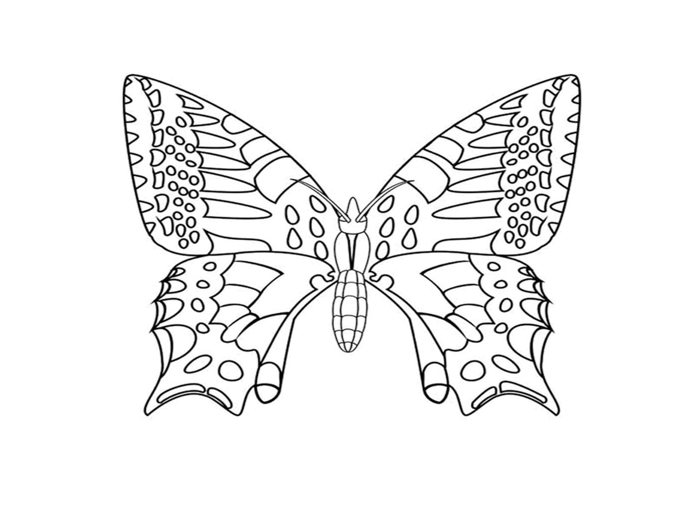  Schmetterling mit schimmernden Flügeln 