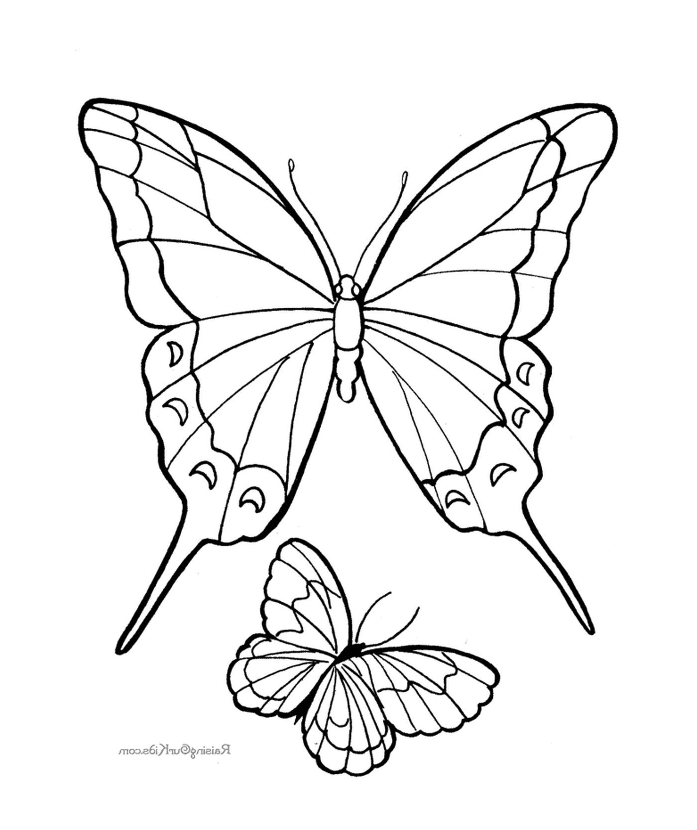  Zwei Schmetterlinge treffen sich 