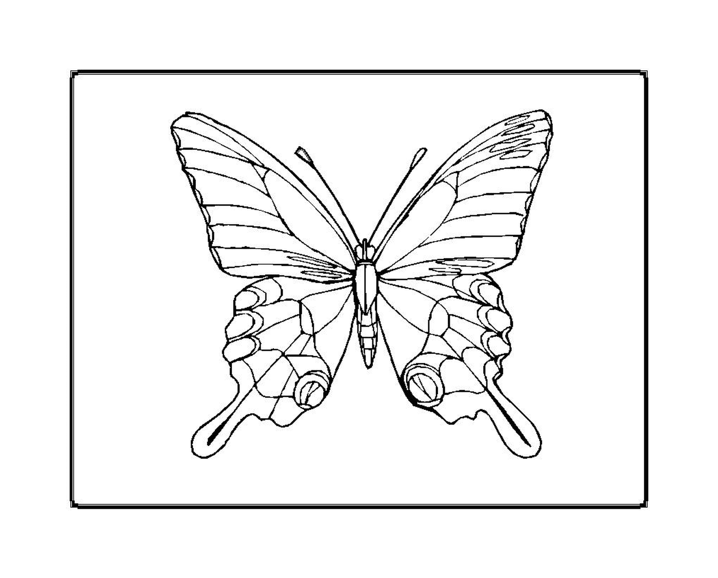  Farfalla delicata con motivi unici 