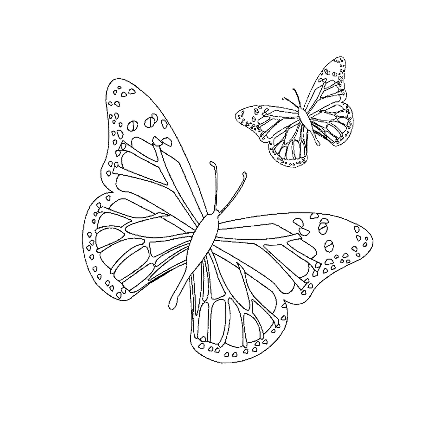  Zwei Schmetterlinge fliegen anmutig 